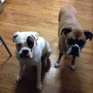 Meet your Posher, Buddy